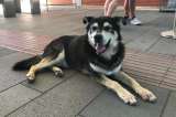 Pompeya se despide de Argo: el perro callejero que se convirtió en un símbolo de la ciudad
