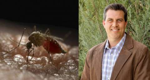 “Si no causaran tanto sufrimiento, quizás admiraríamos a los mosquitos”