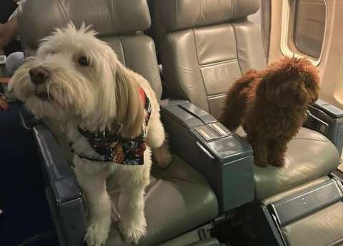 “No podíamos olvidarlos”: rescatan a mascotas desde Israel en vuelo humanitario chileno