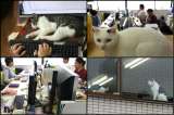 Imágenes: así se trabaja en Tokio bajo la política de "gatos en la oficina"