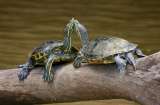 Hallan nueva especie de tortuga en el Atrato (y ya está amenazada por el comercio ilegal)
