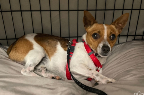 “Ayúdenme”: la triste carta con la que fue abandonado el perrito Chase