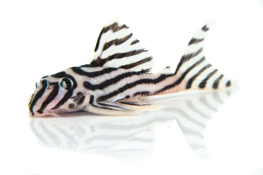 El pleco cebra (Hypancistrus zebra) es una especie del Amazonas que está en peligro crítico de extinción.