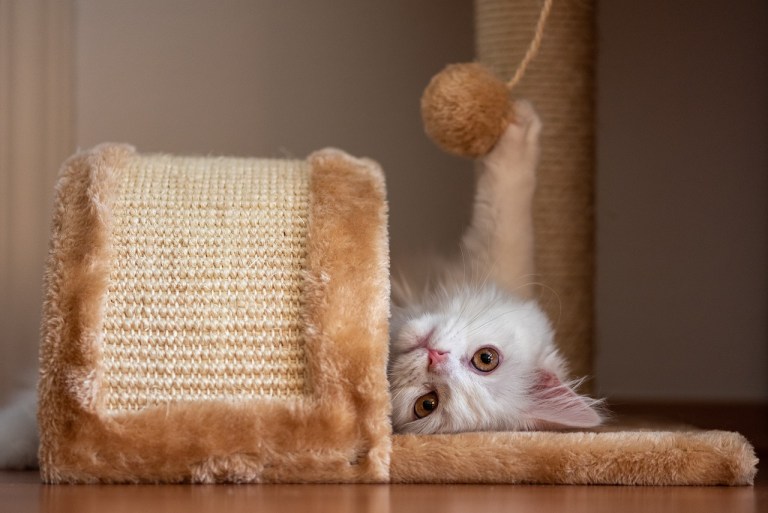 Los mejores premios para darle a su gato y que seguro amará