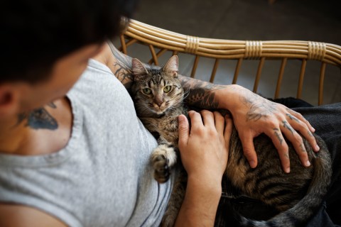 El Catfesito, espacio para amantes de gatos, cierra por falta de recursos económicos