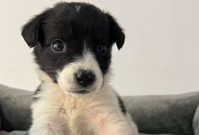Devuelven a Lupe seis meses después de ser adoptada: esta fue la triste razón
