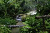Cada año se pierden más de 13 millones de hectáreas de bosques tropicales: Unesco