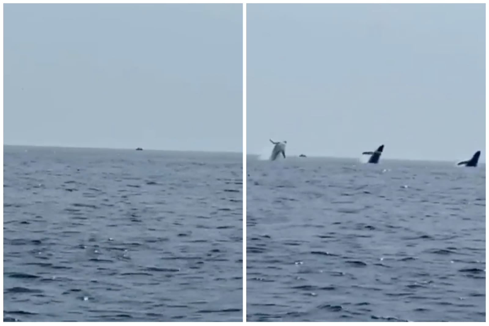 En le video captado, luego de que las tres ballenas salieran del agua y volvieran a entrar, segundos después, saltó un ballenato.