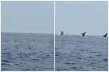 Increíble salto sincronizado de tres ballenas jorobadas quedó registrado en video