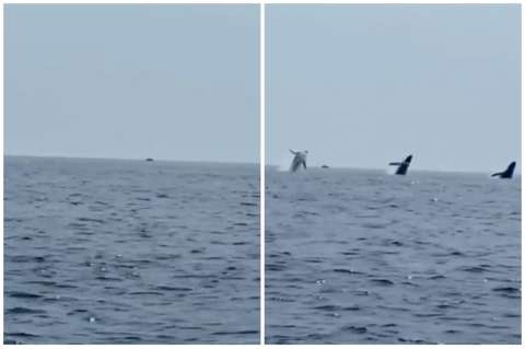 Increíble salto sincronizado de tres ballenas jorobadas quedó registrado en video