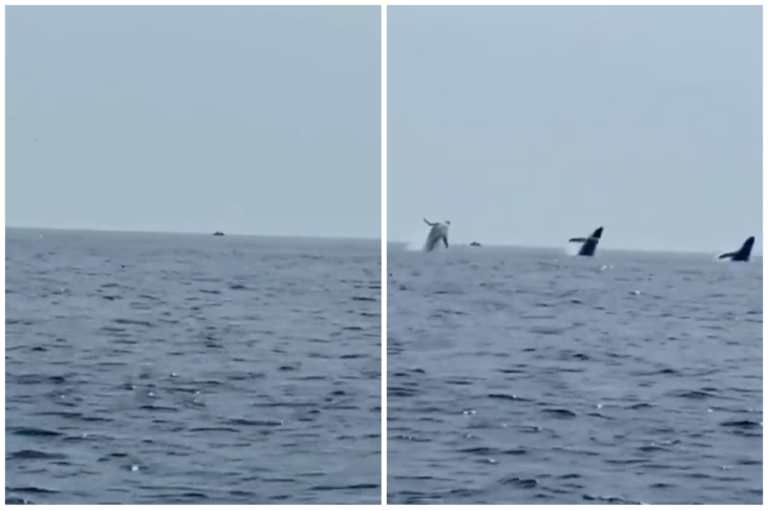 Increíble salto sincronizado de tres ballenas jorobadas quedó registrado en video