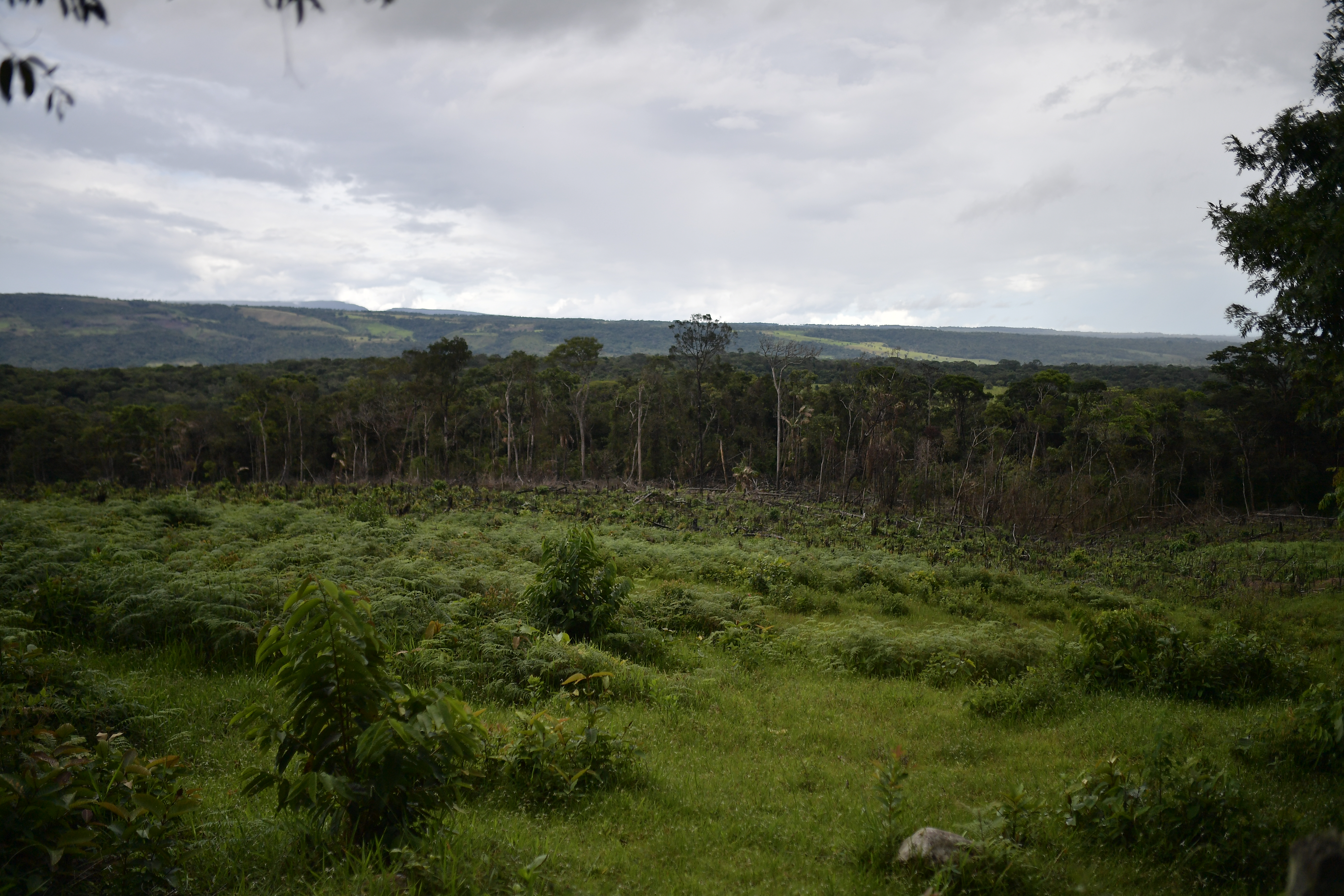 Deforestación en el departamento del Meta