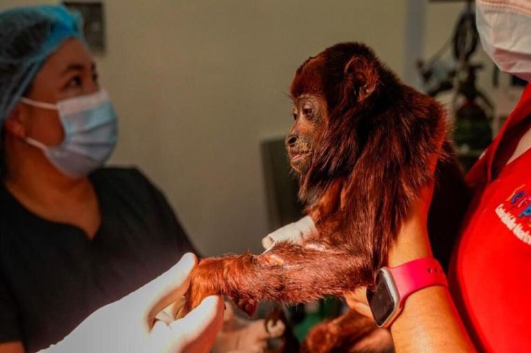 Veterinarios realizan operación a un mono aullador que fue atacado por su manada