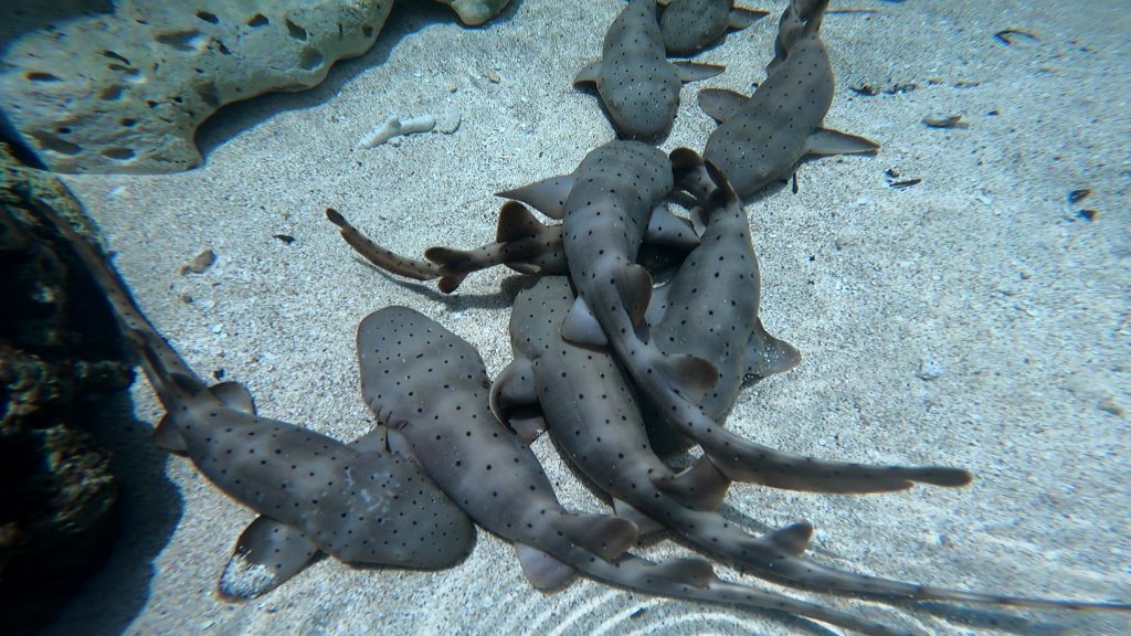 Anuncian el primer repoblamiento de tiburones gato en el caribe colombiano