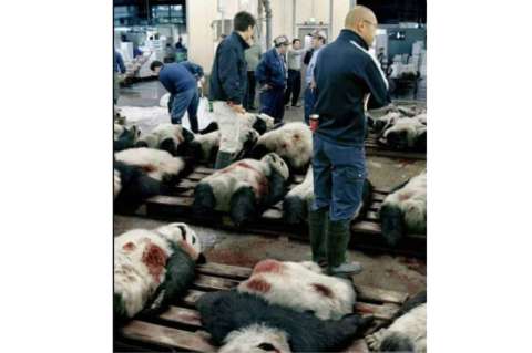 ¡Ojo! las imágenes que muestran a cientos de pandas muertos son falsas
