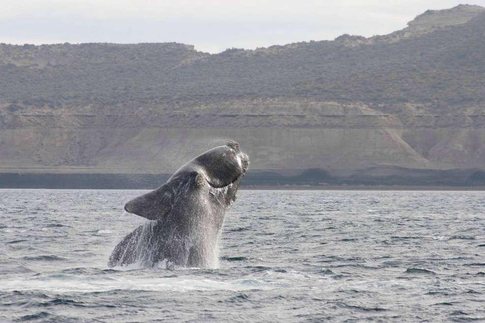 Ballena franca austral. / Pixabay