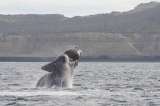 La ballena, el primer animal que se puede “contar” desde el espacio