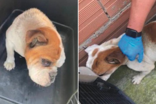 El grupo GELMA de la Fiscalía rescató a un perro que habría sido maltratado por su cuidador.