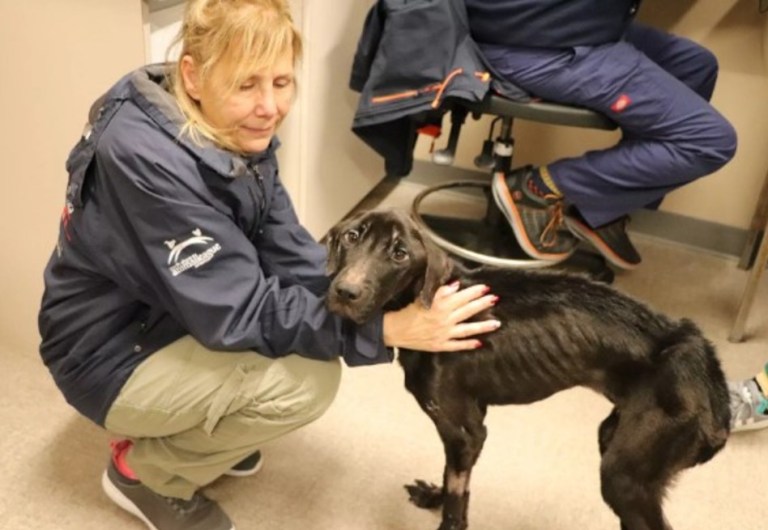 El poder del amor: este perro superó la desnutrición y encontró la felicidad