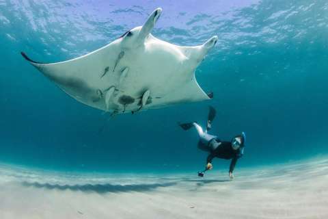 Así es la nueva especie de mantarraya descubierta en el océano Atlántico