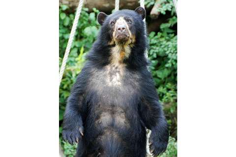 Antioquia creará corredor para la protección de osos de anteojos