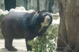 Día clave para el oso Chucho y los derechos de los animales en la Corte Constitucional