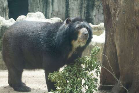 Día clave para el oso Chucho y los derechos de los animales en la Corte Constitucional