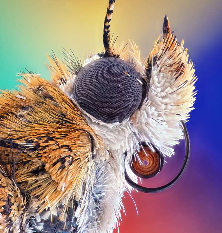 La fotografía de la cabeza de una pequeña Polilla Bogong (Agrotis infusa) se llevó el quinto lugar.
