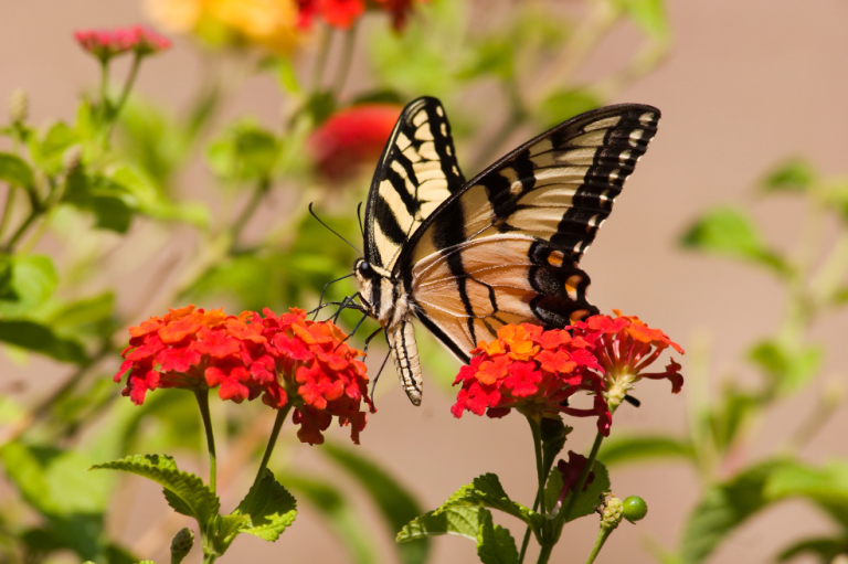 El significado de los animales que visitan tu casa: mariposas, libélulas y abejas