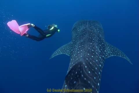 Erika López, guardiana de Malpelo, recibe importante reconocimiento internacional
