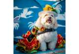 Mascotas, disfraces y alegría: el Carnaval Pet Lovers 2025 se toma Barranquilla