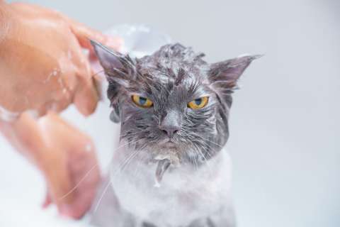 ¿Cómo bañar a un gato o perro? Consejos para hacerlo en casa