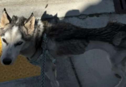 Al borde de la desnutrición, husky que pesaba ocho kilos supera fatal diagnóstico