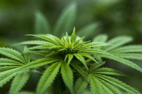 Perú promulga ley de uso medicinal de la marihuana