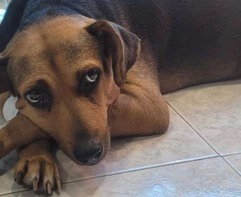 Realizarán velatón en honor a Niña, la perrita que fue apuñalada en Santa Marta