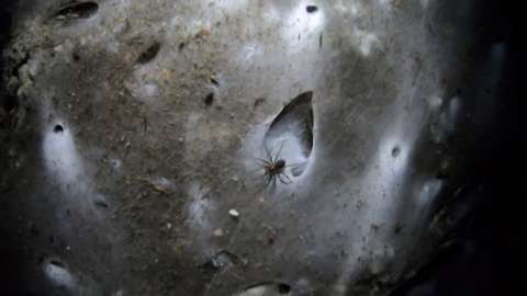 Hallan una telaraña gigante con 111.000 arañas en una cueva de Grecia