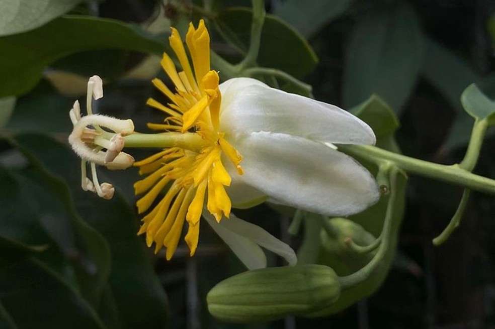 Así es la "Passiflora mariquitensis".