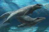 Hallan fósil de 25 millones de años que podría ser de una nueva especie de ballena