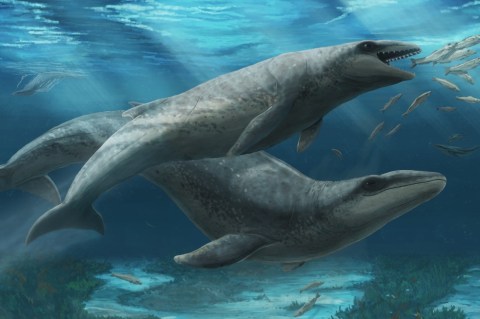 Hallan fósil de 25 millones de años que podría ser de una nueva especie de ballena