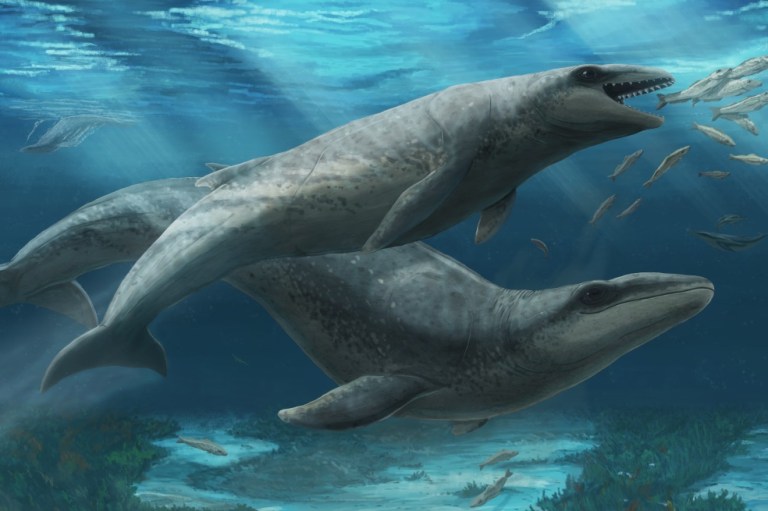 Hallan fósil de 25 millones de años que podría ser de una nueva especie de ballena