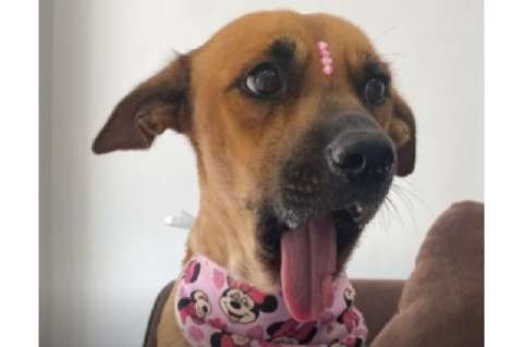 Convocan a marcha para exigir que la perrita mutilada Canela no sea devuelta a sus dueños
