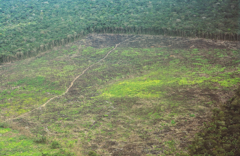 La deforestación en la Amazonia colombiana se disparó en 2016. Según el Ideam, se perdieron 178.597 hectáreas de bosque tan solo ese año. / FCDS