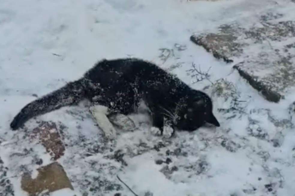 Tras su recuperación, la gata fue acogida por Carly Toth, quien la nombró "Birthday" para simbolizar el inicio de una nueva vida.