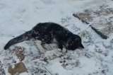 Gata congelada y abandonada recibe una segunda oportunidad en un nuevo hogar