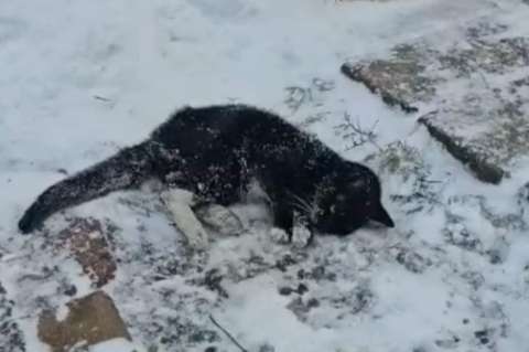 Impactante rescate de más de 100 gatos enfermos tras tormenta de nieve