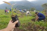 Plantar un billón de árboles no disminuirá el cambio climático