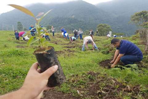Plantar un billón de árboles no disminuirá el cambio climático