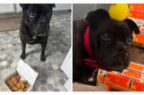 Perro con cáncer terminal sorprende al vivir siete meses más comiendo McNuggets