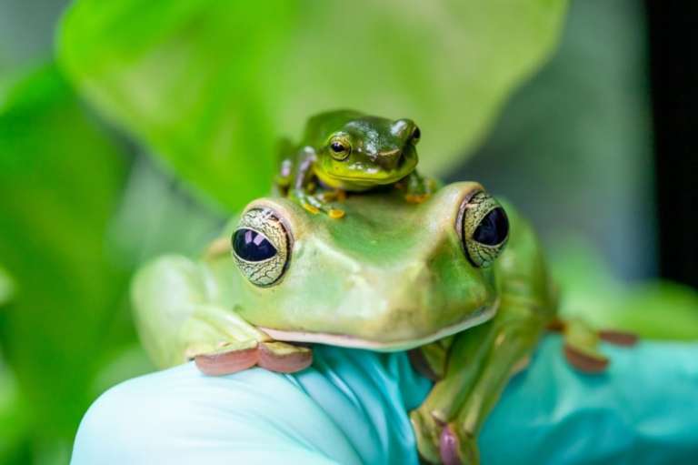 Esta rana azotadora fue fotografiada en el zoológico de Paignton, Wild Planet Trust.