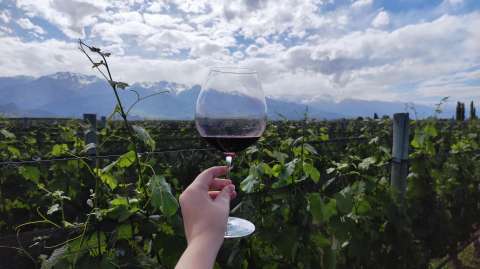 ¿Hacia dónde va el Malbec?